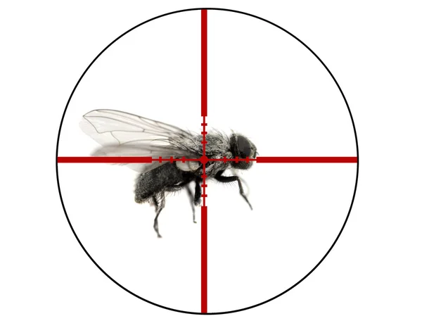 Controllo dei parassiti della mosca della casa — Foto Stock