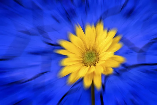 Gele voorjaar bloem blauwe achtergrond — Stockfoto