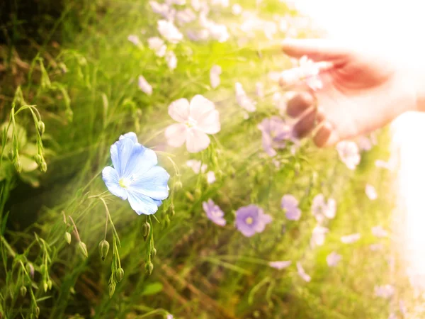 Picking Wildflowers in Meadow Early Morning Sunlight — Stock Photo, Image