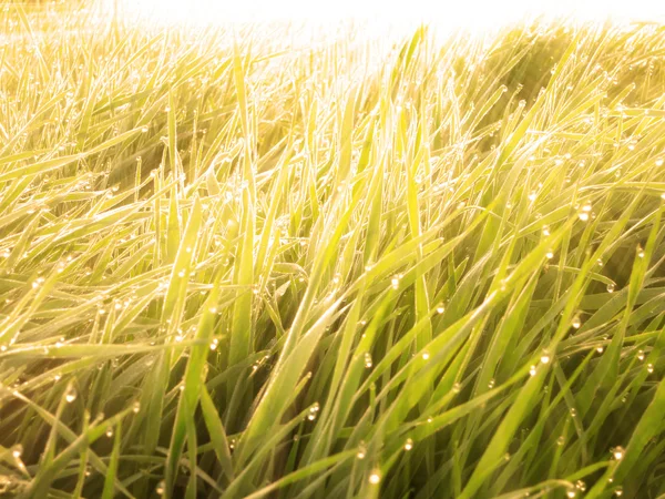 Trawa z rosy ciepły wschód — Zdjęcie stockowe