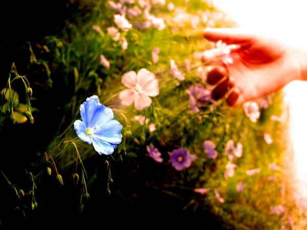 Wildblumen pflücken auf der Wiese am frühen Morgen Sonnenlicht — Stockfoto