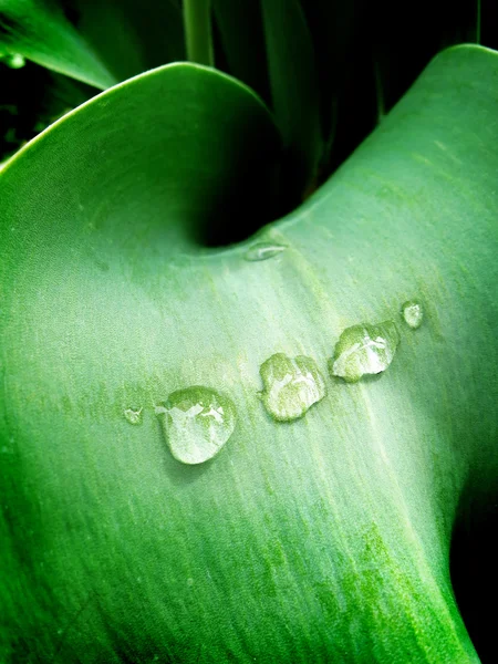 雨の滴を庭の植物の花 — ストック写真