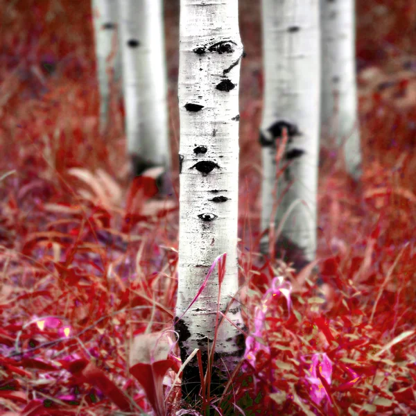 Aspen berkenbomen in de herfst — Stockfoto