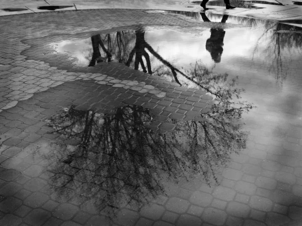 Puddle Reflection of Tree and Person Walking Cobblestone — Stok Foto