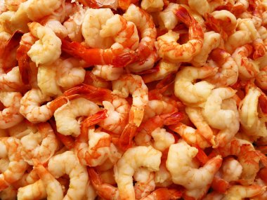 bir yığın taze karides