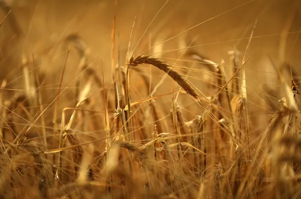 Golden Grain — Stock Photo, Image