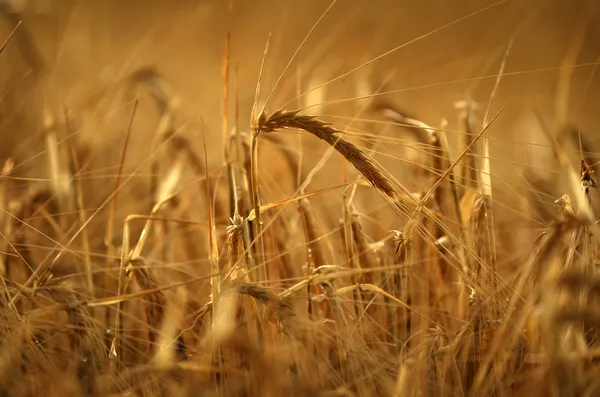 Gouden graan — Stockfoto