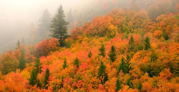 Осенний Осенний Клен Сосны Склоне Горы Туманом Угасает — стоковое фото