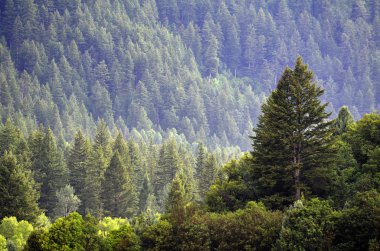 çam ağaçlarının Forrest