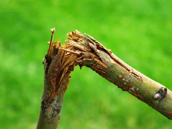 Abgebrochener Ast nach Sturmschäden — Stockfoto