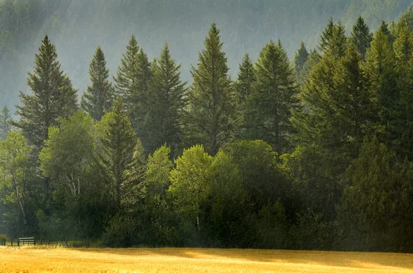 Forrest av pinjeträd i regn — Stockfoto