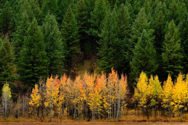 Gyönyörű Őszi Őszi Jelenet Nyírfa Nyírfa Aspen Fenyőerdő Hegy Oldalán — Stock Fotó