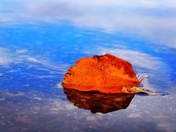 Gros Plan Feuille Automne Automne Dans Eau Avec Reflet Bleu — Photo