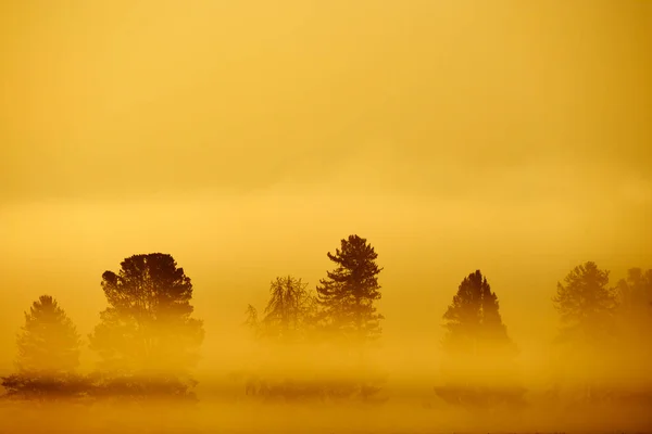 Poranny Wschód Słońca Drzewami Rzeką Pod Błękitnym Niebem Świecącą Mgłą — Zdjęcie stockowe