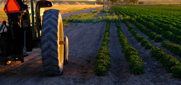 作物の栽培と太陽光の遅い分野の古い農場トラクター — ストック写真