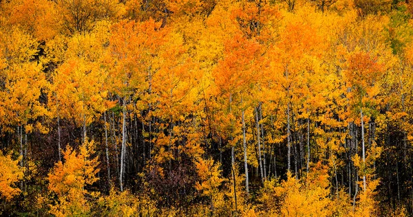 Осенняя Сцена Падения Березовом Осином Лесу Склоне Горы — стоковое фото