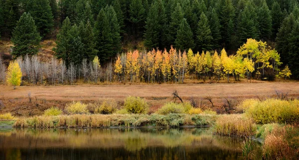 白樺のアスペンと山の丘の側の松林の美しい秋のシーン — ストック写真