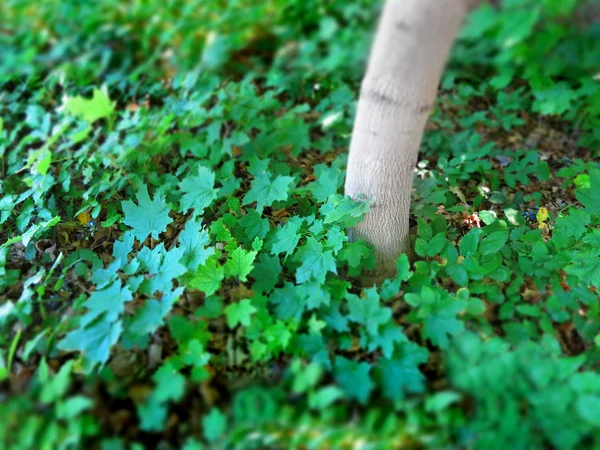 Grüner Wachstumsbaum und Pflanzen mit engem Fokus — Stockfoto