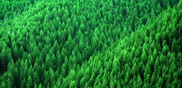 Bosque Pinos Las Montañas Del Desierto Entorno Agreste —  Fotos de Stock