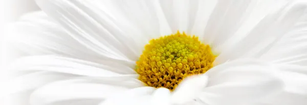 Einzelnes Weißes Gänseblümchen Mit Dunklem Panoramischem Gelben Zentrum Sauber Und — Stockfoto
