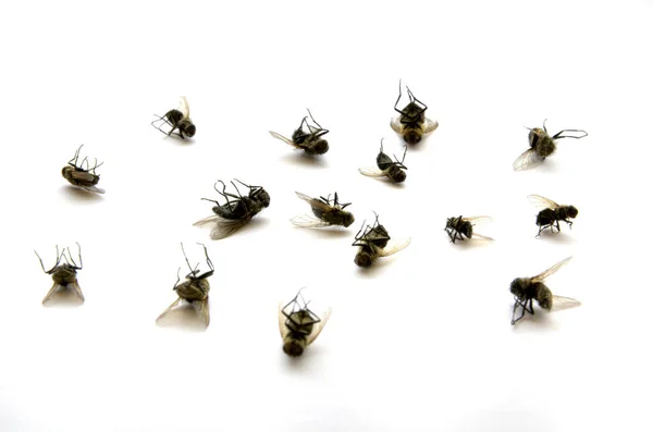Many Several Dead Flies White Paper Legs Air Extermination Exterminate — Stock Photo, Image