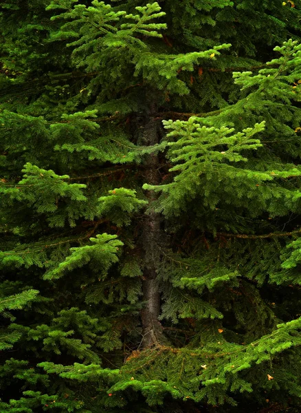 Świeże Drzewo Sosny Youing Bujnym Zielonym Lesie Igłami — Zdjęcie stockowe