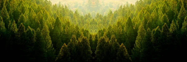 Foresta Pini Luce Serale — Foto Stock