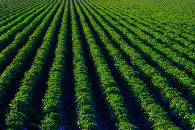Sıra sıra büyüyen yemyeşil tarlalar.