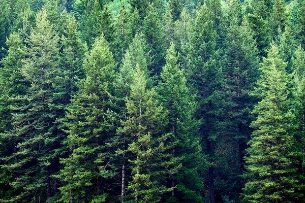 Saftig Grünen Kiefernwald Frisch Auf Bergseite Wald Der Bäume — Stockfoto