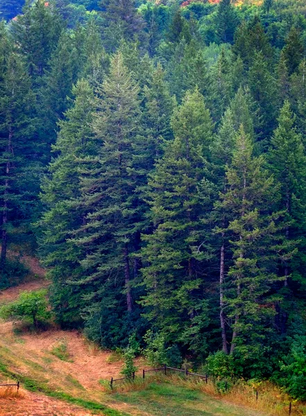 Bujná Zelená Borovice Les Čerstvé Horské Straně Forrest Stromů — Stock fotografie