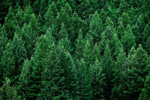 Lush green pine tree forest fresh on mountain side forrest of trees