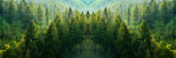 Floresta Pinheiros Verdes Encosta Montanha Com Luz Solar Final Tarde — Fotografia de Stock