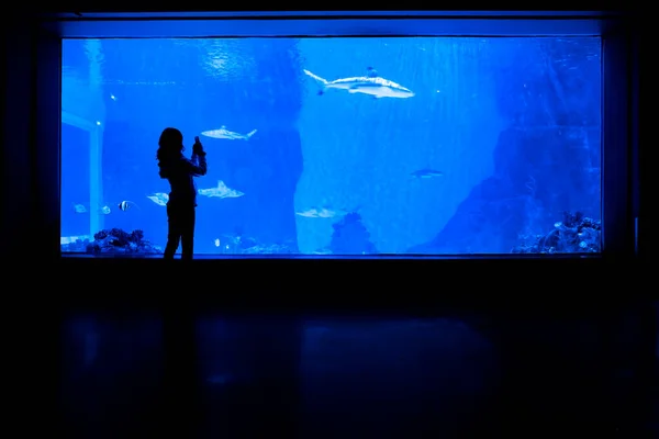 Teen Girl Viewing Large Fish Tank Sharks Smart Phone Posting — Stok fotoğraf