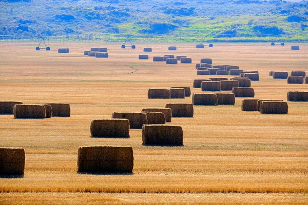 Rows Hay Bales Farm Field Ready Harvest Farming — Stock Photo, Image