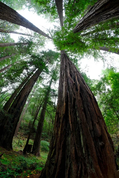 Muir Woods Redwood Floresta Árvores Altas Califórnia — Fotografia de Stock