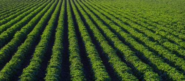 Sıra sıra büyüyen yemyeşil tarlalar.