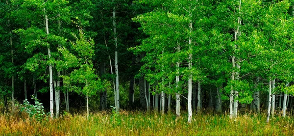 Aspen Stromy Bílými Kmeny Během Léta Svěží Zelené Lesní Divočiny — Stock fotografie