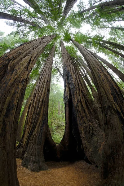 Высокие Деревья Лесу Мьюир Вудс — стоковое фото