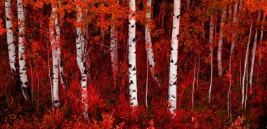 Aspen ağaçları sonbahar renkleriyle bereketli orman huş ağaçları