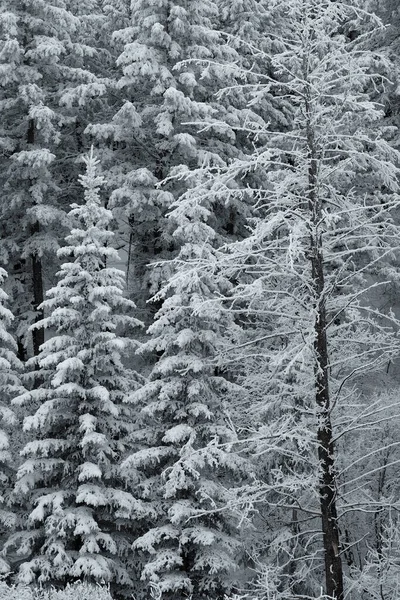 寒さの中で雪と氷で松の木や枝を覆う冬の霜 — ストック写真