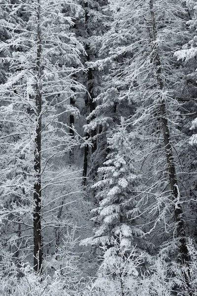 Winterfrost Bedeckt Kiefern Und Äste Der Eisigen Kälte Mit Schnee — Stockfoto