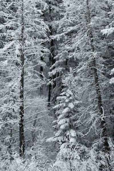 Escarcha Invierno Que Cubre Pinos Ramas Con Nieve Hielo Frío — Foto de Stock