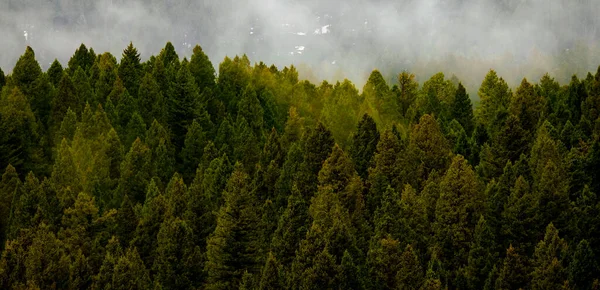 Wald Den Bergen Mit Nebligen Sturmkiefern — Stockfoto