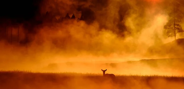 Elk Standing Out Meadow Feeding River Monring Mist Steam Sunrise — Stock Photo, Image