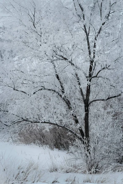 Vinterfrost Täcker Träd Och Grenar Med Snö Och Kylan — Stockfoto