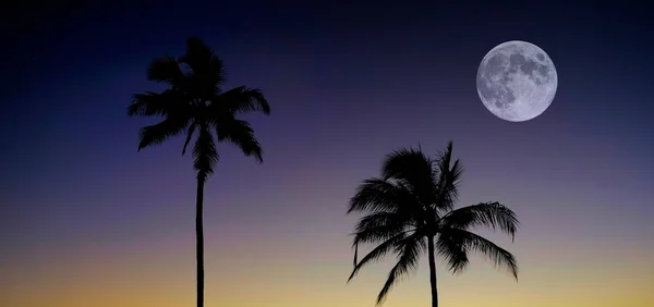 Palm Trees Sunset Ocean Beach Tropical Location Full Moon — Stock Photo, Image