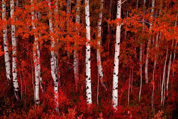 秋のアスペンの木緑豊かな森の白樺 — ストック写真