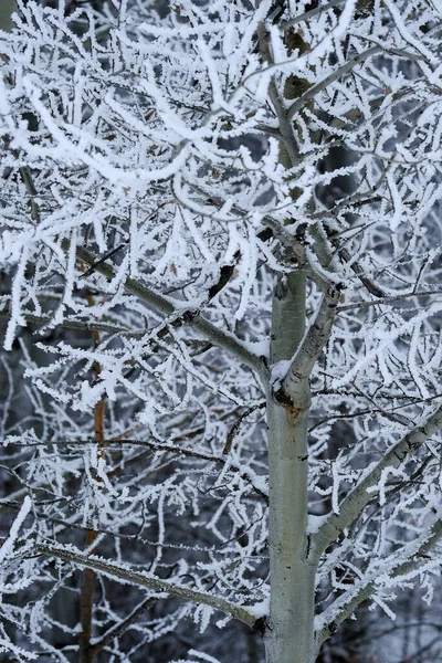 Escarcha Invierno Que Cubre Árboles Ramas Con Nieve Hielo Frío —  Fotos de Stock