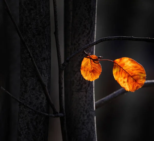 Hojas Otoño Brillantes Árboles Oscuros —  Fotos de Stock