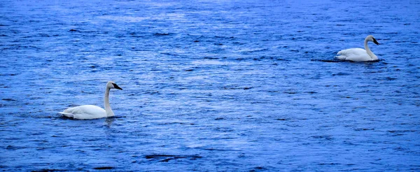 Cisnes Nadando Água Rio Atual Whie Waterfowl Vida Selvagem — Fotografia de Stock